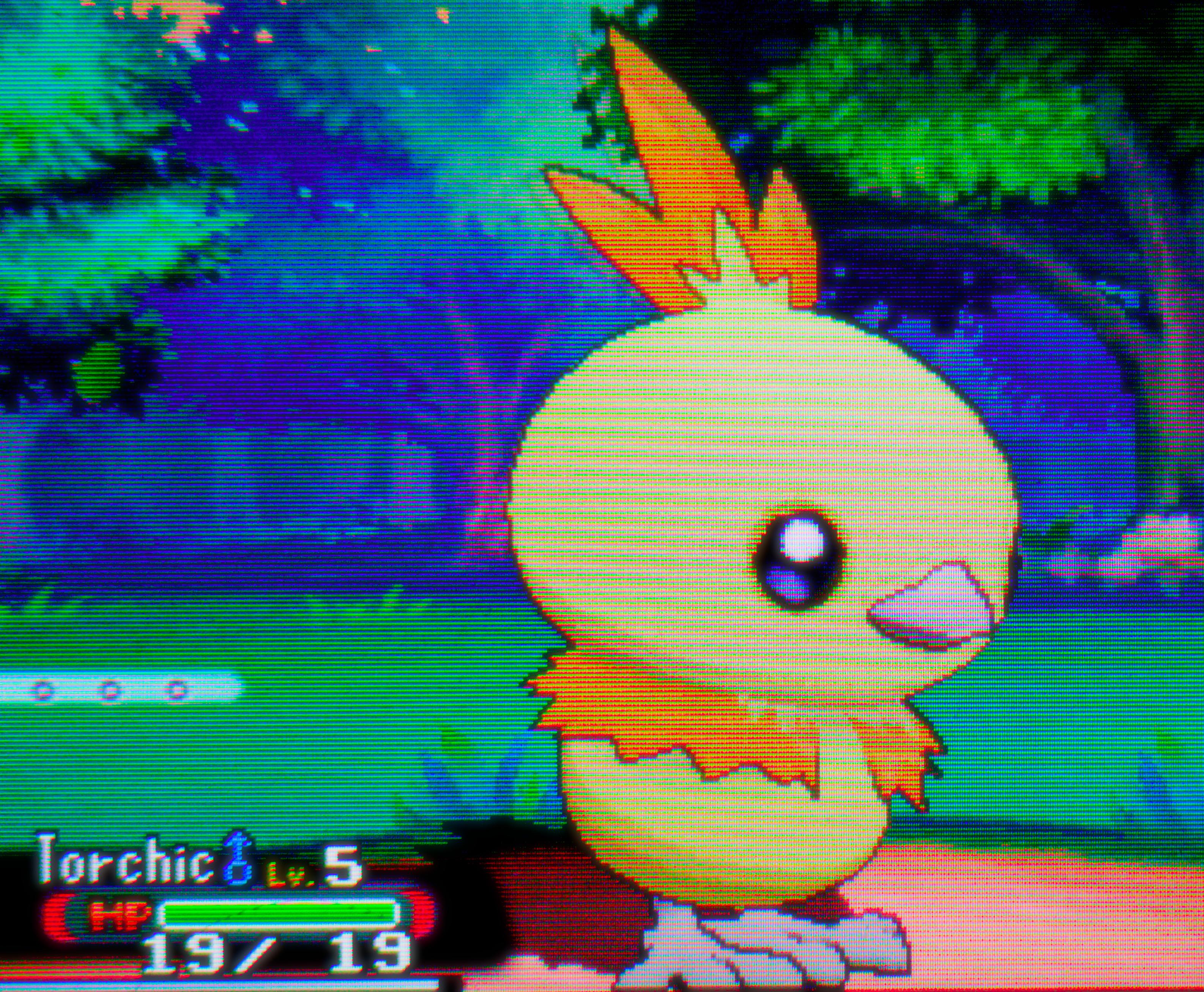 picture of my 3ds screen showing a shiny torchic in pokemon alpha sapphire