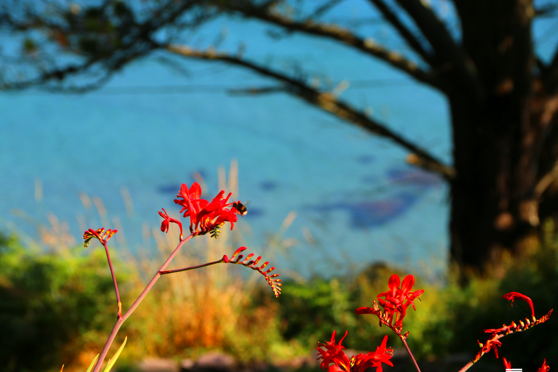 Clear blue water sunny day, with a bumble-bee polinating and colecting nectar from Red Crocosmia