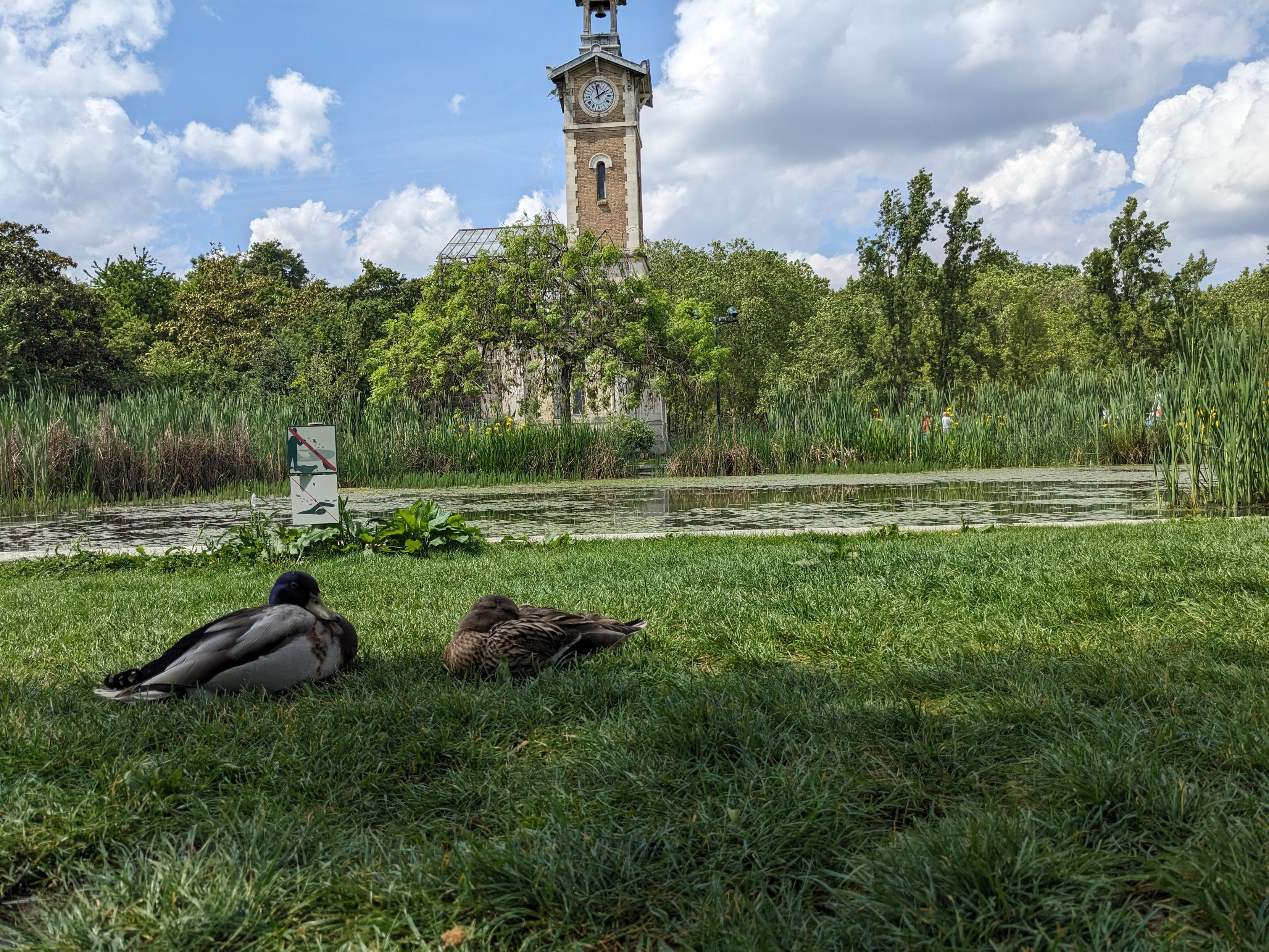 Photo montrant la pelouse au bord d'un lac artificiel, sous un ciel partiellement ensoleillé. Deux canards sont assis proche de nous, l'un d'eux a son bec sous son aile.
Au second plan, le clocher de l'ancien marché avec son horloge.